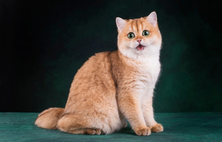 Породистые рыжие коты