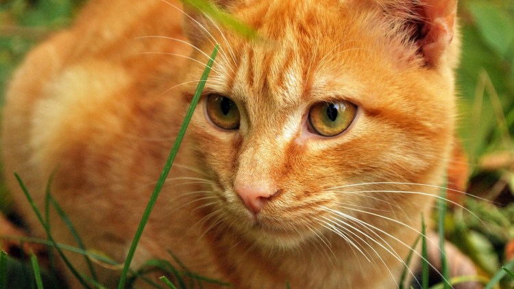 Сомалийская кошка рыжая