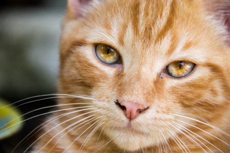 Британская длинношёрстная кошка рыжая