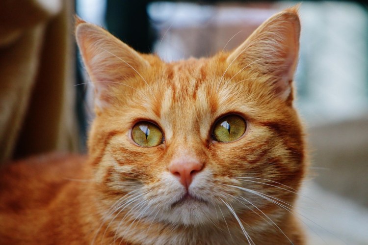Европейская короткошерстная кошка рыжая