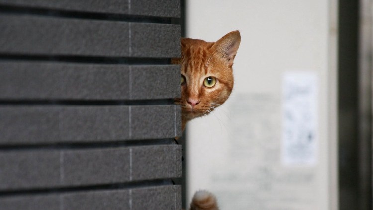 Кот за углом