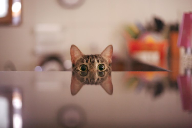 Кот подглядывает