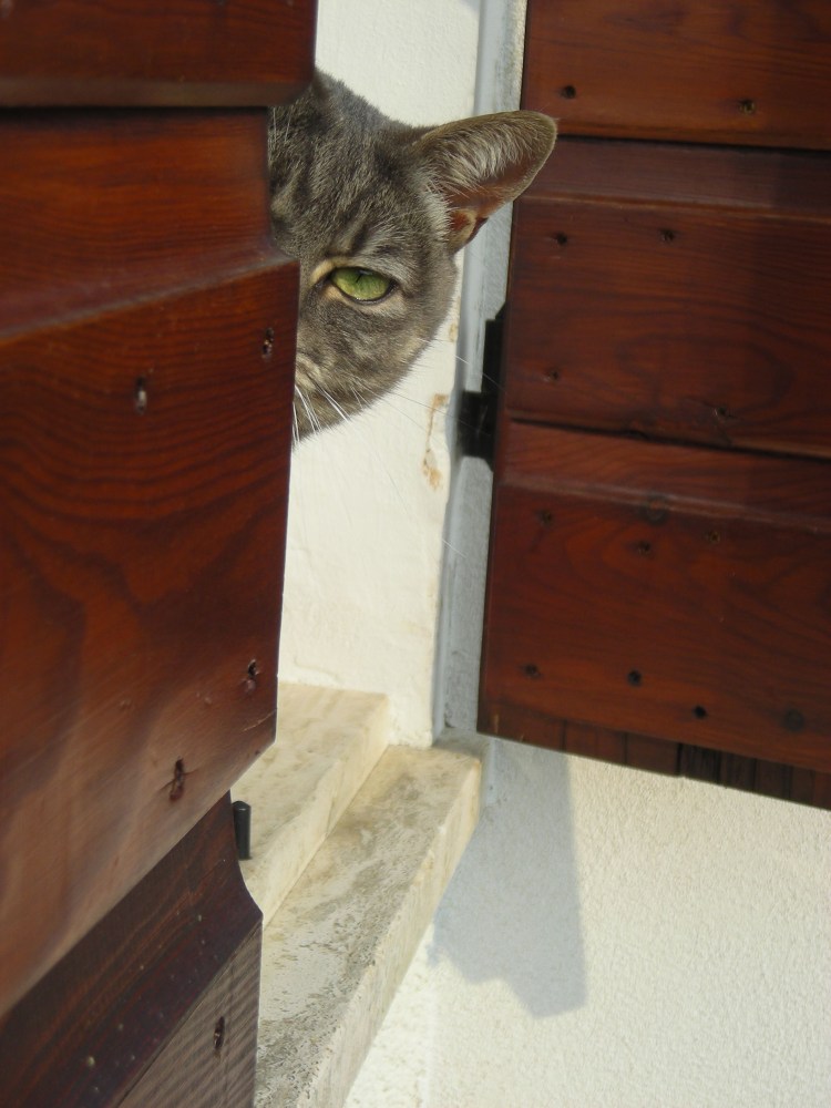 Кот подглядывает