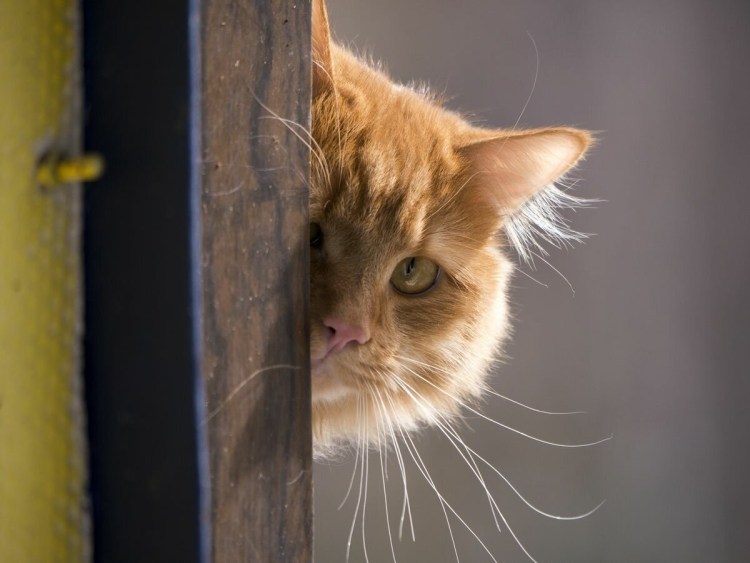 Кот выглядывает
