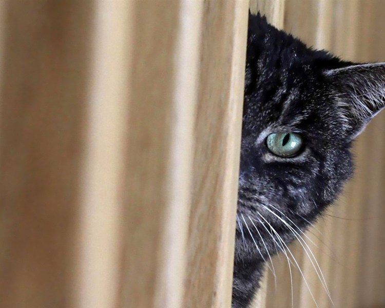 Кот выглядывает