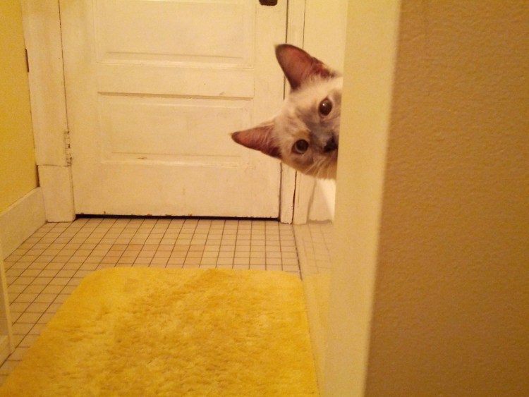 Кот прячется за углом