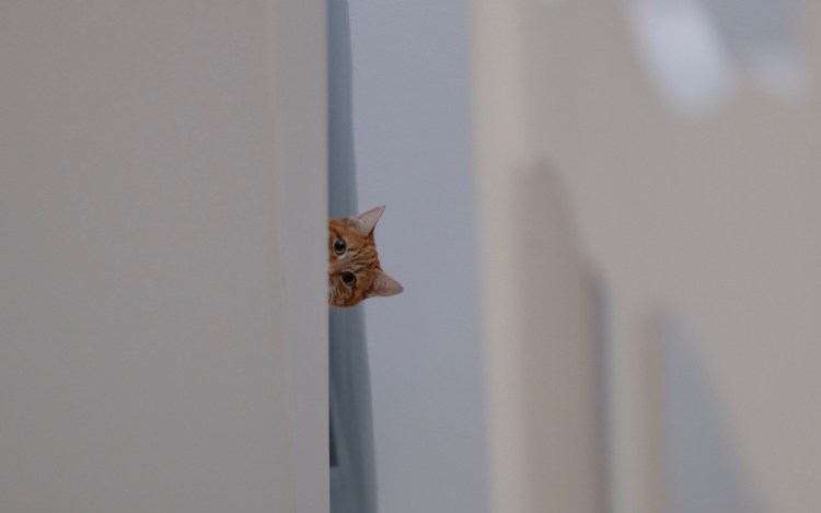 Кот выглядывает из-за угла