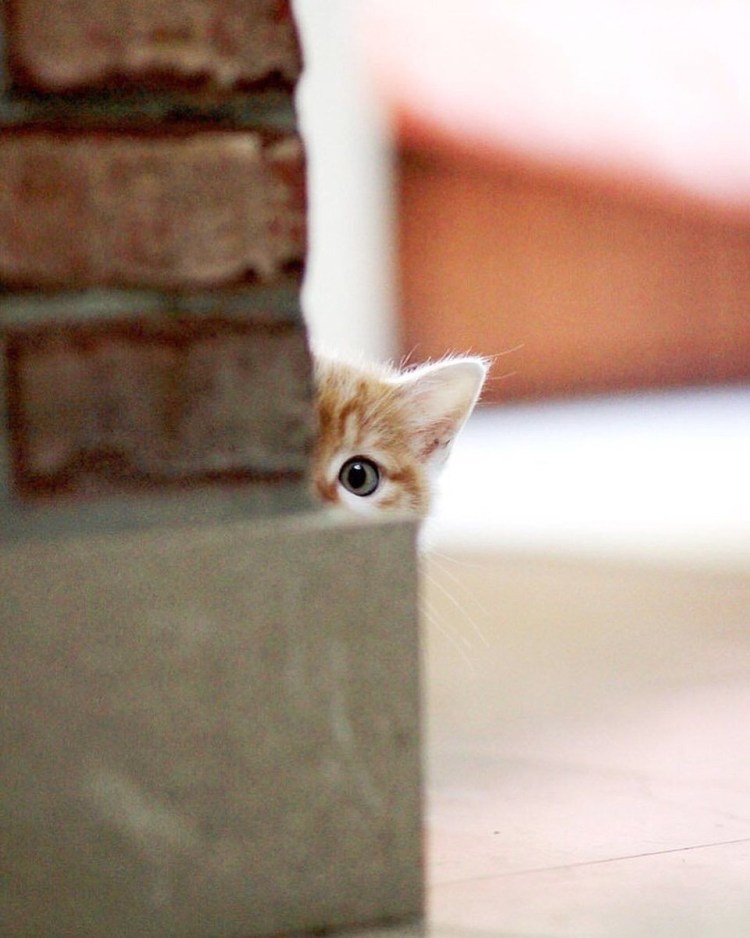 Котенок спрятался