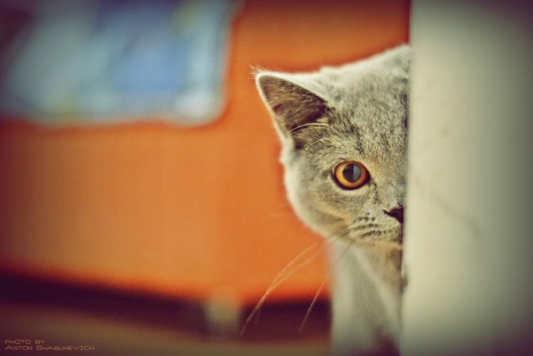 Кот выглядывает
