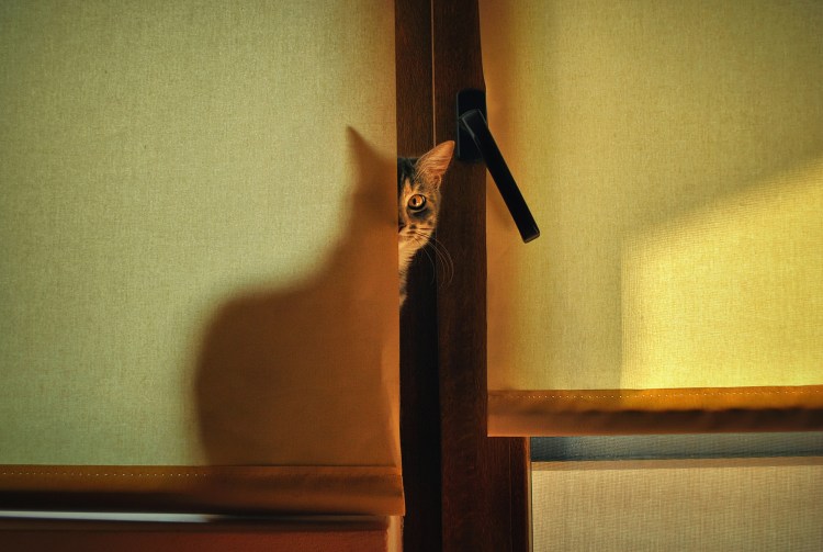 Выглядывает из за угла