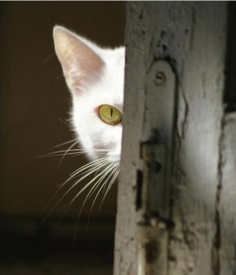 Собачка выглядывает из за угла