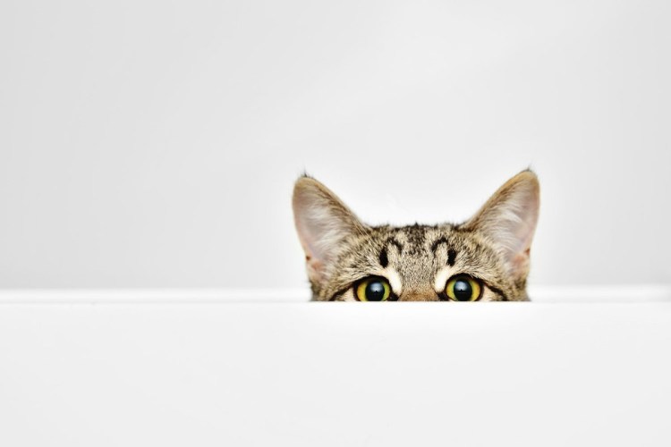 Коты показывают факью