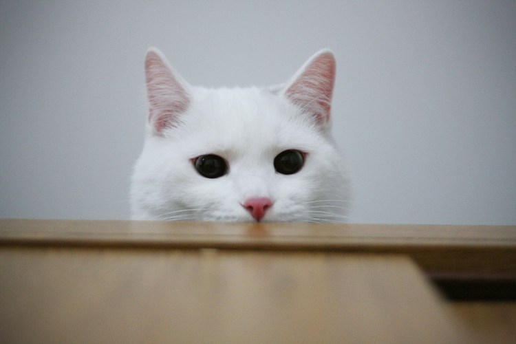 Кошка выглядывает из-за угла