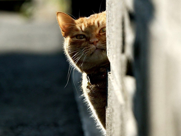 Кот выглядывает из-за угла