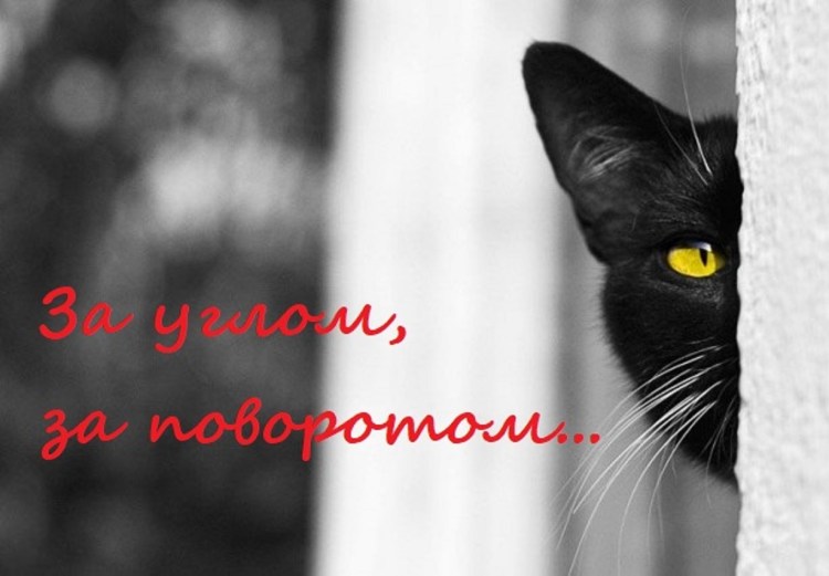 Кошка подглядывает