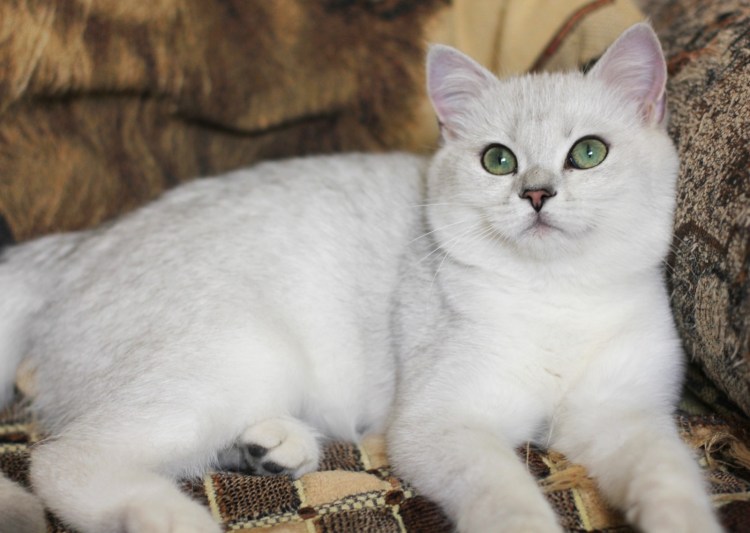 Шиншилла Пойнт Коби