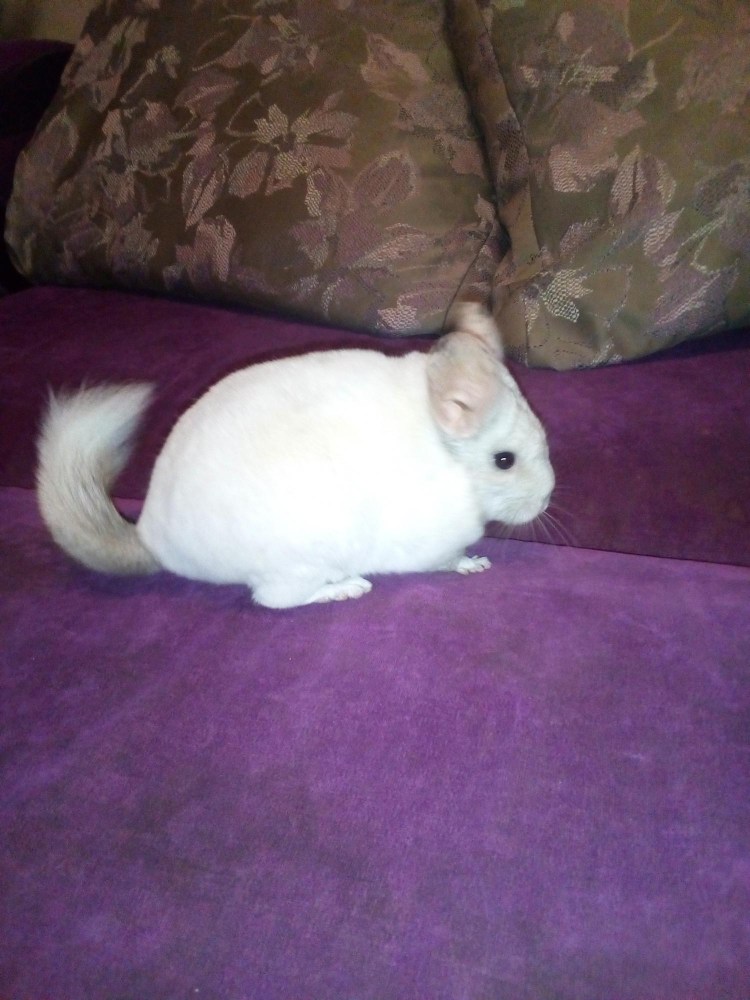 Шотландский скоттиш фолд прямоухий белый котенок