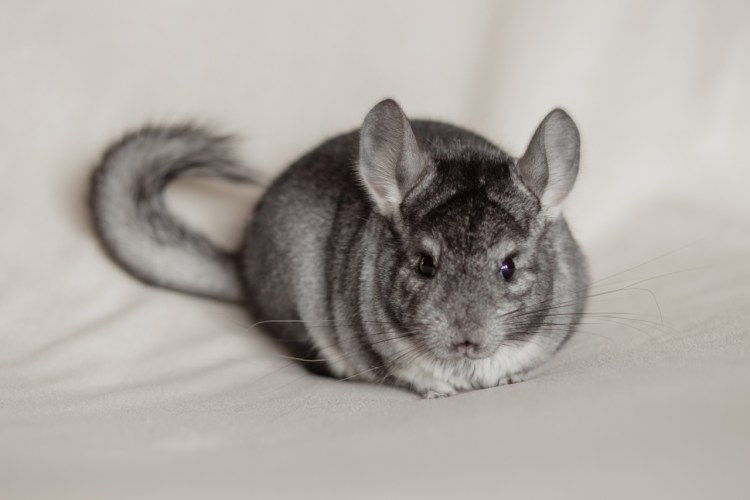 Карликовая шиншилла