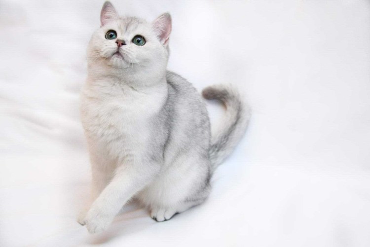 Британская шиншилла Коби