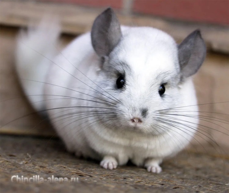 Британская короткошёрстная кошка белая