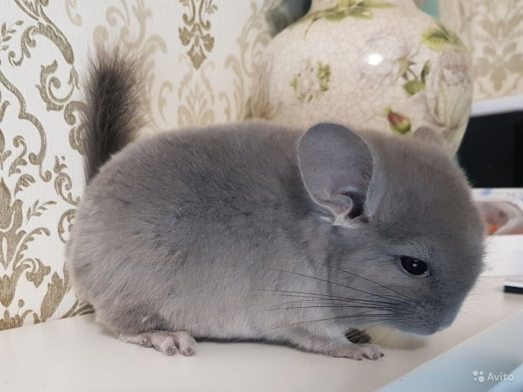 Эбони темный шиншилла
