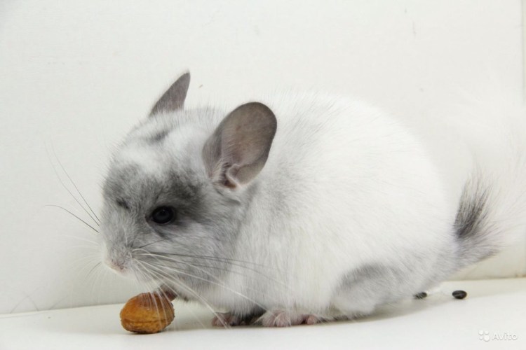 Бурмилла шиншилла