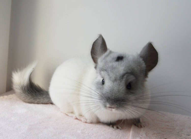 Кошка Британская шиншилла Коби