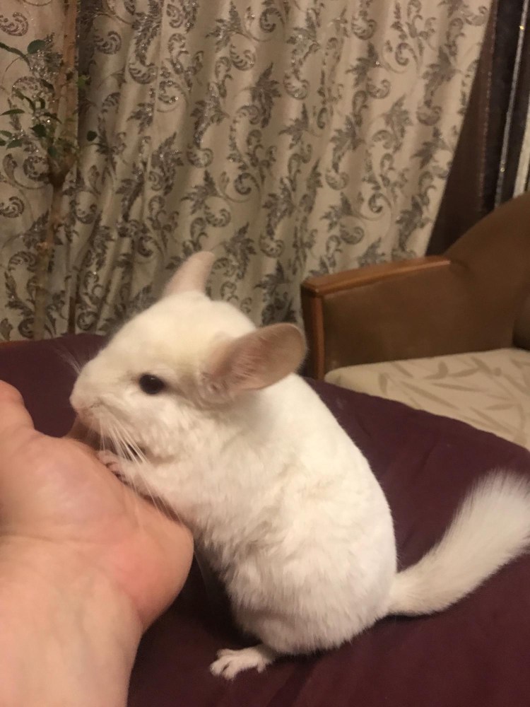 Pets шиншиллы