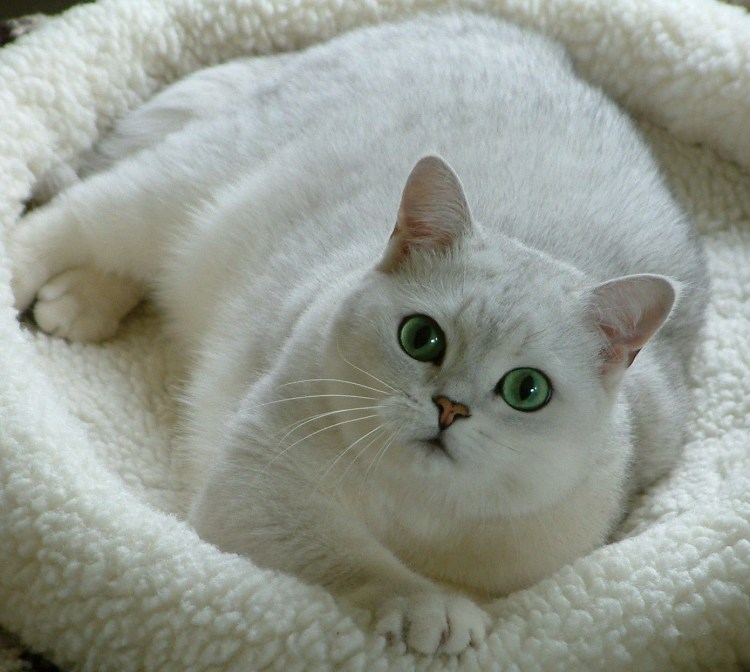 Шиншилла Беленькая