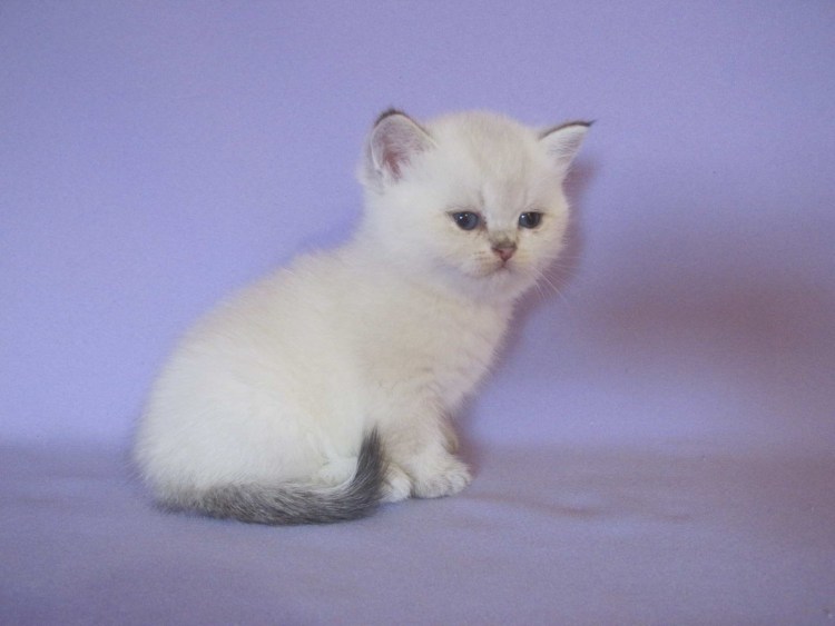 Темный эбони шиншилла приколы