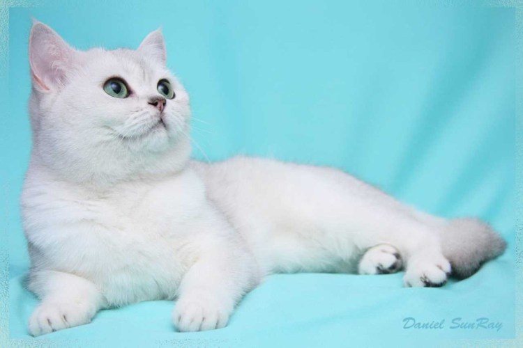 Карликовая шиншилла