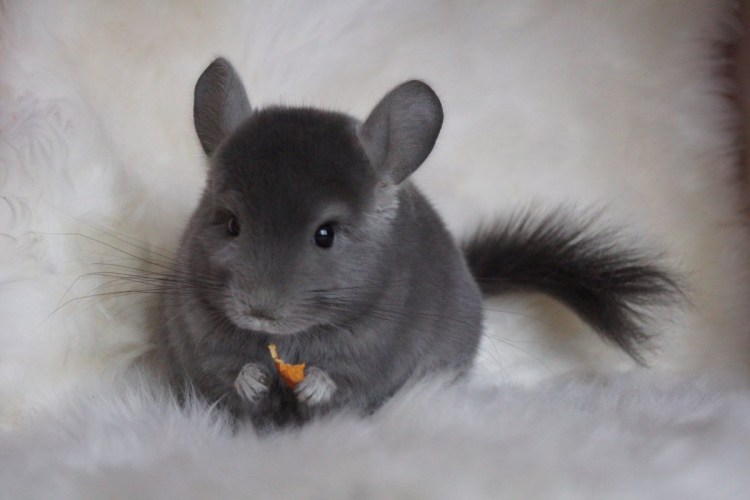 Шиншилла Вильсон имя