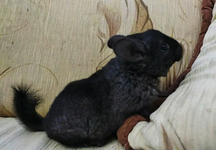 Шиншилла темная пастель