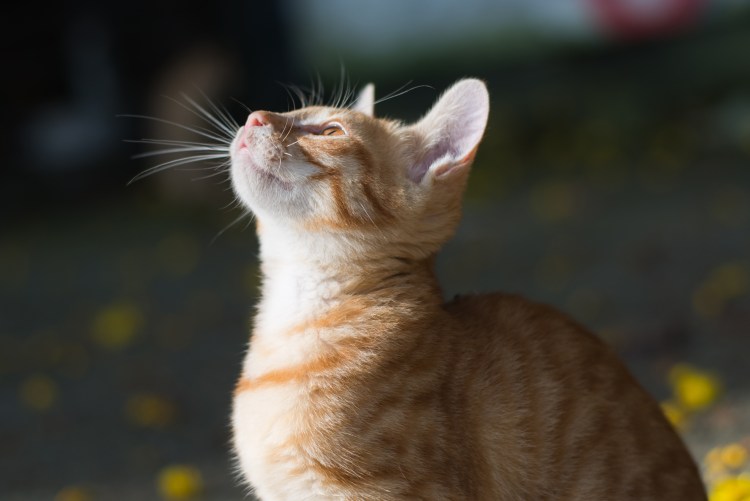 Пикчи смущения котики