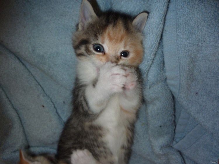 Смущенный кот