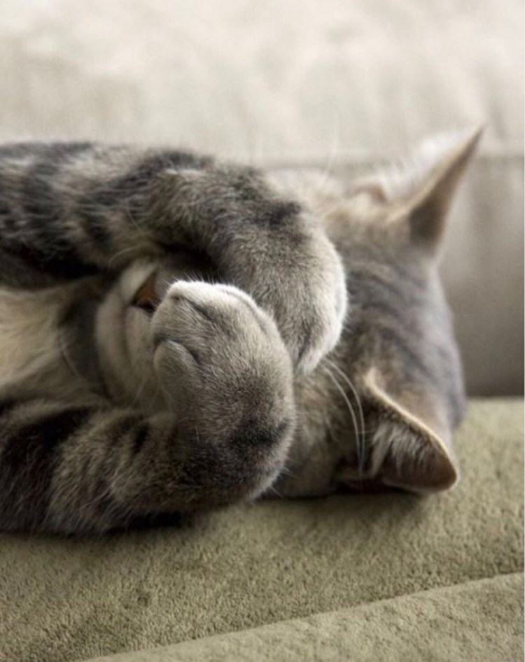 Котенок стесняется