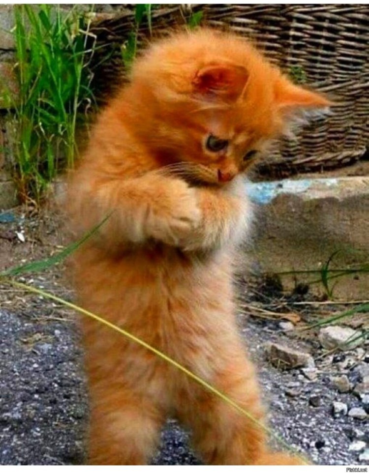 Смущенный кот смешной