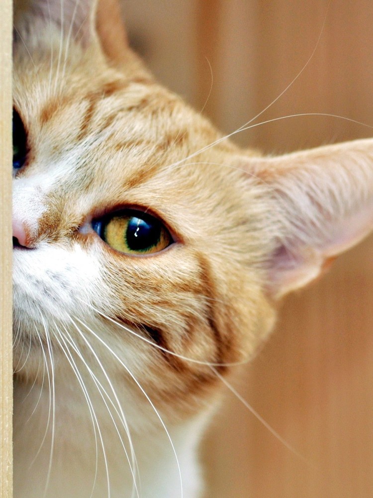 Грустный рыжий кот