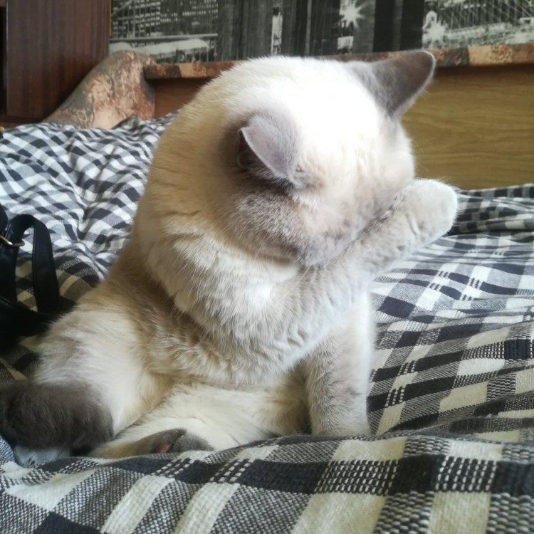 Кот смущается