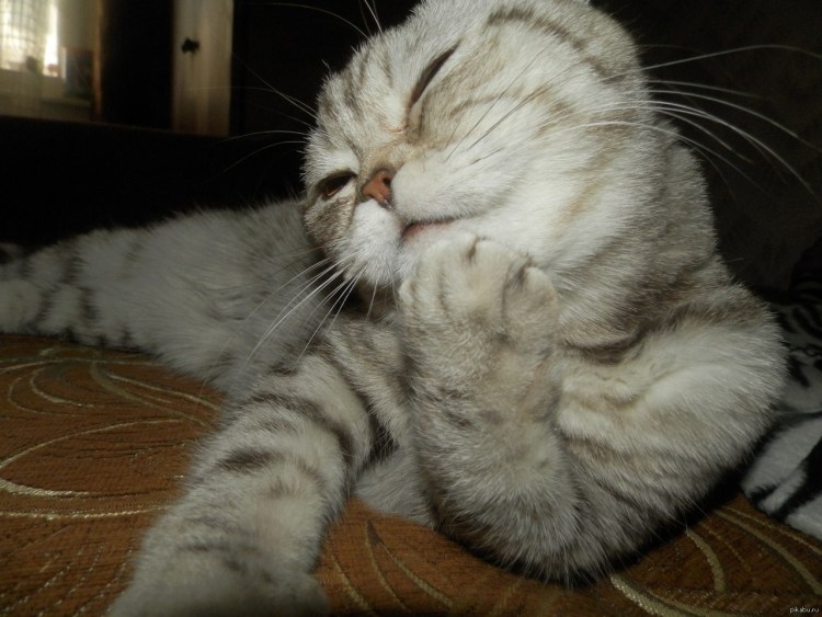 Кот закрывает лапой морду