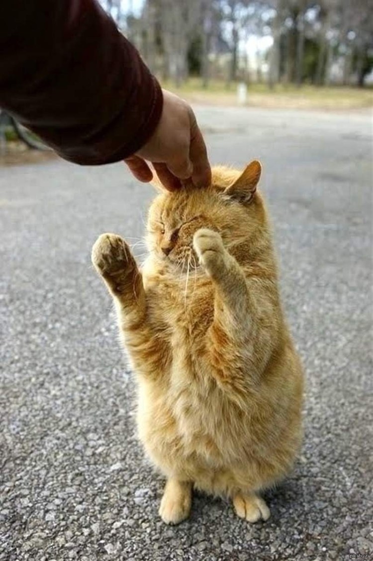 Стеснительный котик