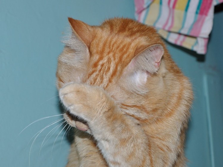 Кот закрыл глаза