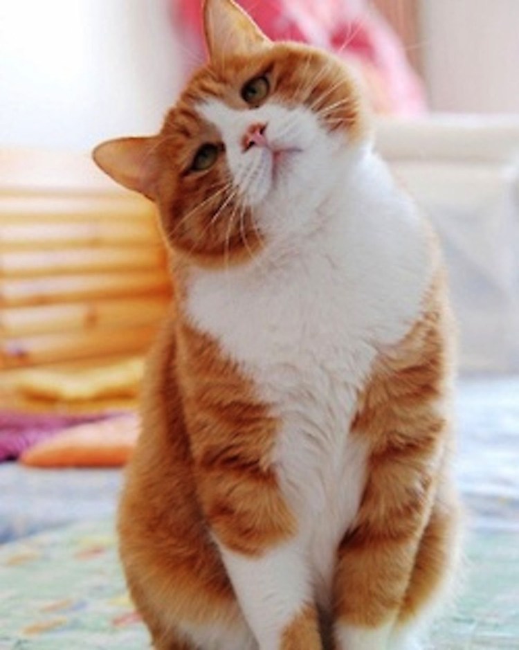 Кот умиляется