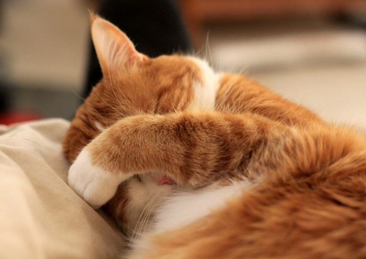 Скромный котик