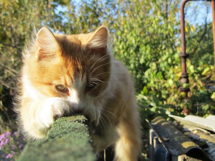 Кот смущается