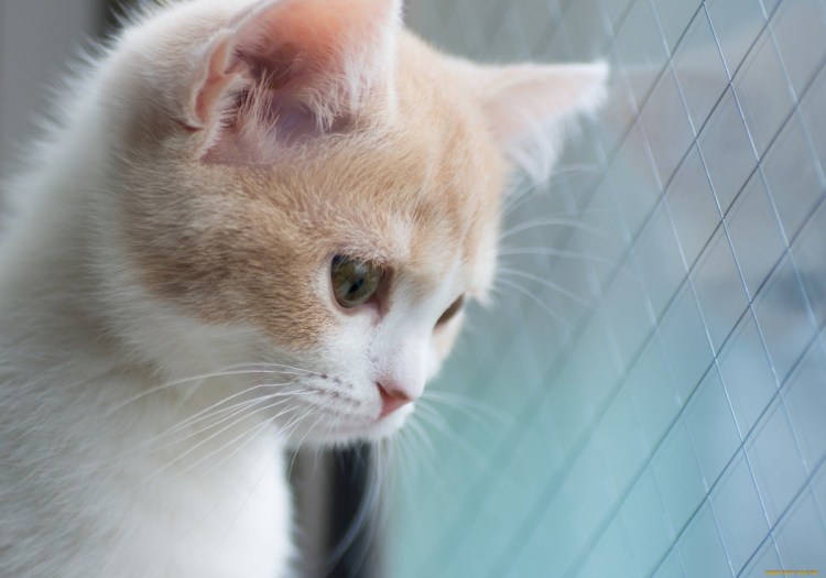 Хитрая кошка