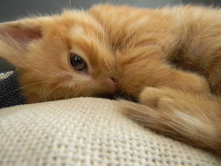 Кот стесняшка