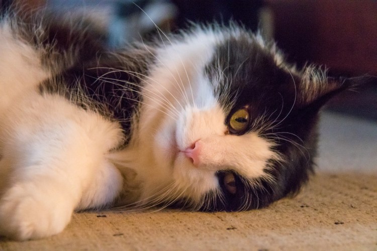 Довольный кот