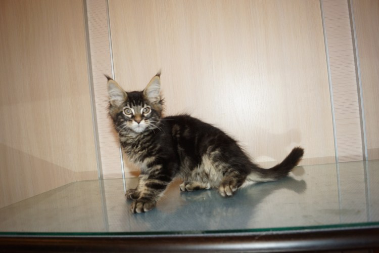 Метис Мейн куна и обычной