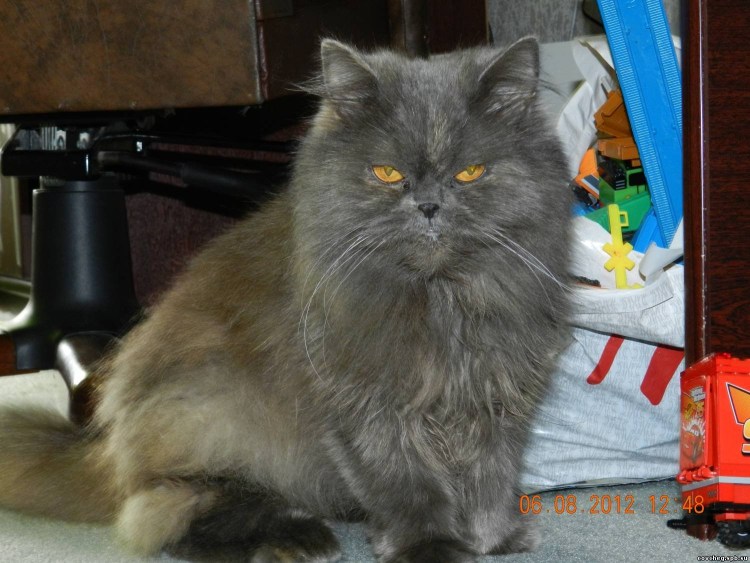 Смесь Сибиряка и перса